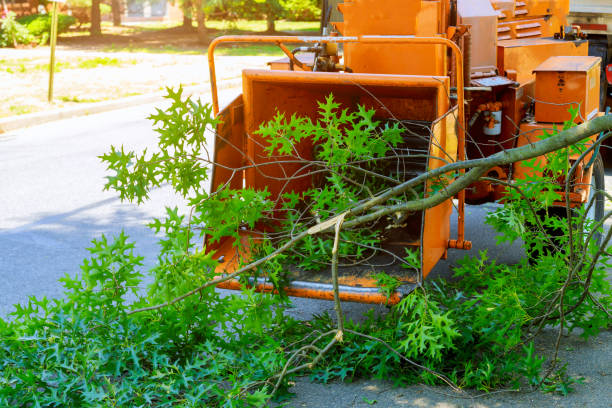 Best Hedge Trimming  in Belton, MO